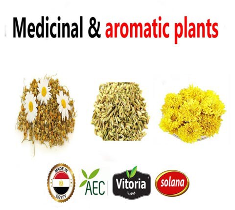 Medicinal & Aromatic Plants