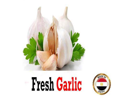 Fresh Garlic