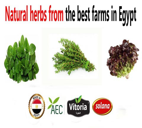 Nautral Herbs from the best farms in Egypt