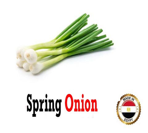 Spring Onion