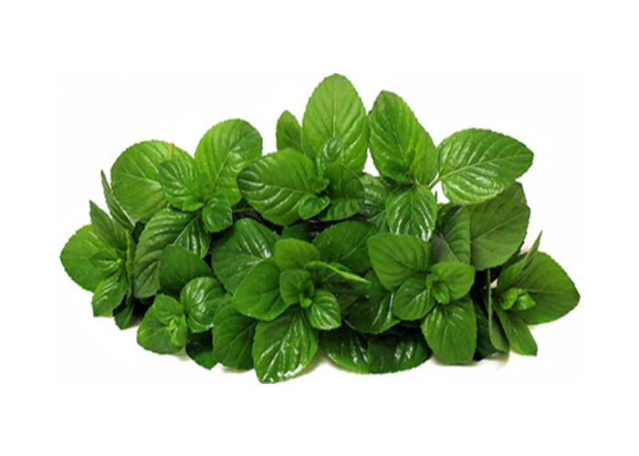 Fresh Mint