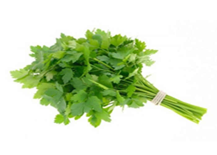 Fresh Coriander