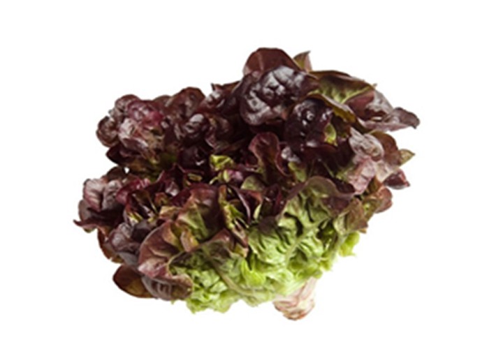 Oakliff lettuce