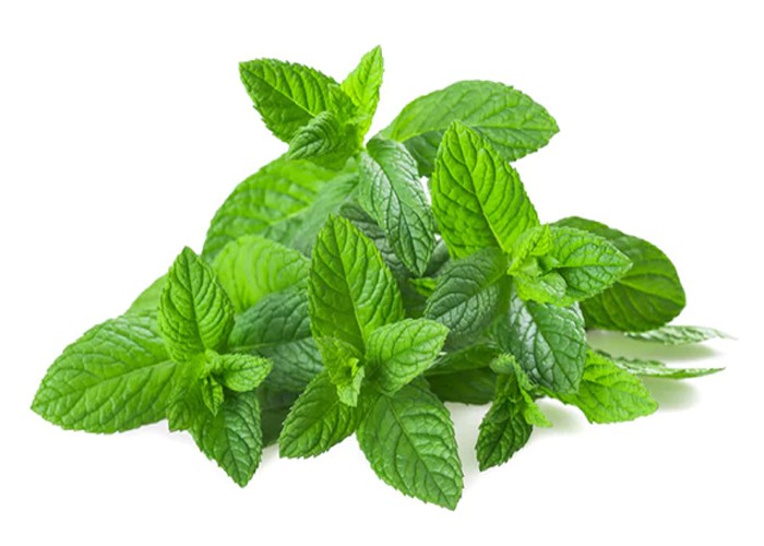 Spearmint menthe varidis